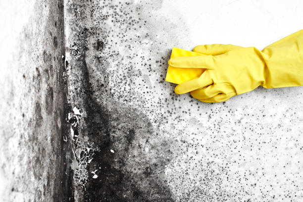 Best Biohazard Mold Removal  in West Livingston, TX