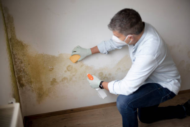 Best Mold Remediation for Healthcare Facilities  in West Livingston, TX