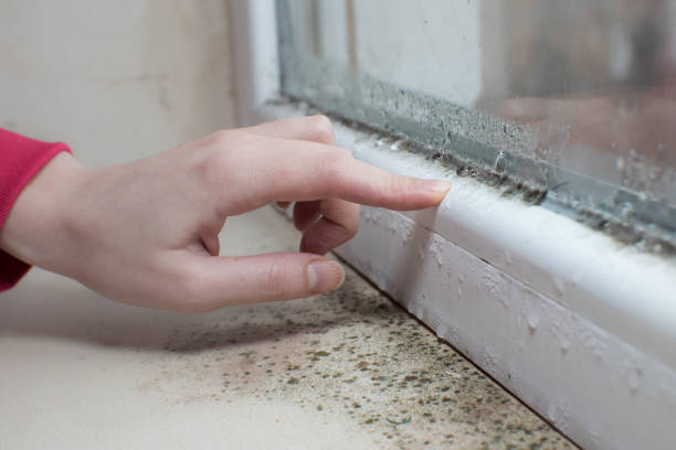 Best Mold Removal for HVAC Installations  in West Livingston, TX